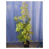 5' Chinese dogwood