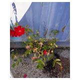 2 Rosas