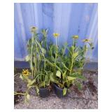 2 black-eyed susans