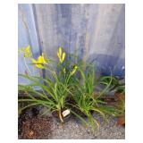 2 hemerocallis