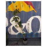 4' dogwood
