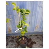 3' Judy zuk magnolia