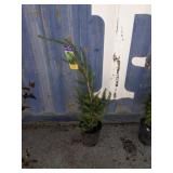 3' White spruce