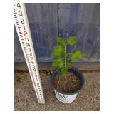 2 ft currant
