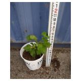 1.5 ft currant