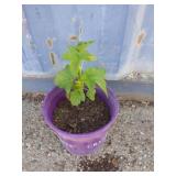 Currant