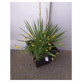 Yucca Plant