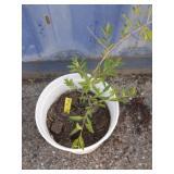 Goji berry
