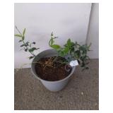 Perennial sweet pea