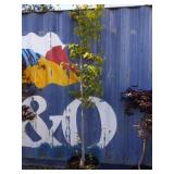 8' pear tree