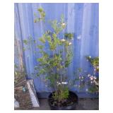 5' Rhododendron ribbon candy bush