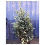 5' Colorado blue spruce