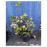4' rhododendron