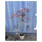 4' Japanese maple tree