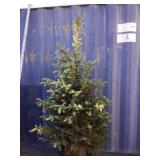 6' Colorado blue spruce