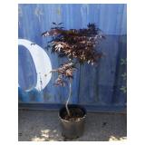 4' Japanese maple