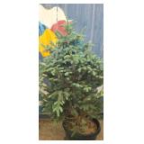 5' Baby blue pine tree