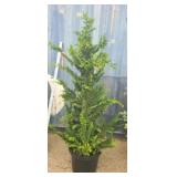 6' chamaecyparis tree