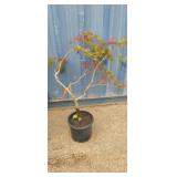 3' Spreading red japanese maple