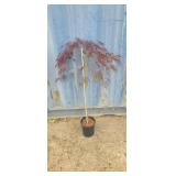 3' Crimson queen japanese maple