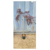 3' Crimson queen japanese maple