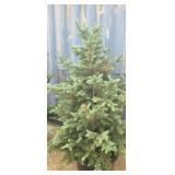 5' Colorado bluespruce