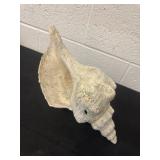 14ï¿½ Horse Conch