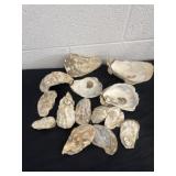 Natural oyster shells