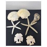 Group of sea shells