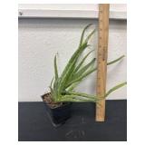 Aloe Vera plant