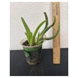 Aloe Vera plant