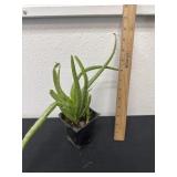 Aloe Vera plant