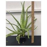 Aloe Vera plant