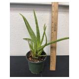 Aloe Vera plant