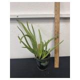 Aloe Vera plant