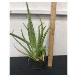 Aloe Vera plant
