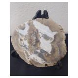 Rock slice.  6.25x5.75 in