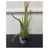 Aloe Vera plant