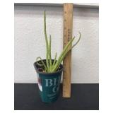 Aloe Vera plant
