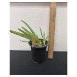 Aloe Vera plant