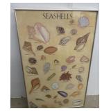 Seashells Print framed 34x21
