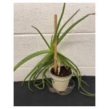 16ï¿½ aloe Vera plant