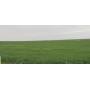 80± ACRES * CROPLAND * GARFIELD COUNTY OK