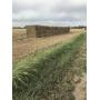 3'x3'x8' Square bales