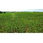 54± ACRES * GARBER OKLAHOMA * GARFIELD COUNTY