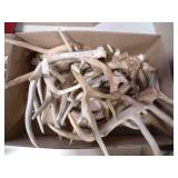 Bulk Whitetail Deer Antlers