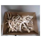 Bulk Small Whitetail Deer Antlers