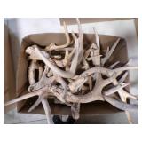 Bulk Whitetail Deer Antlers
