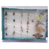 Vintage School Insect Collection from late 1990