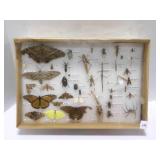 Vintage School Insect Collection from late 1990